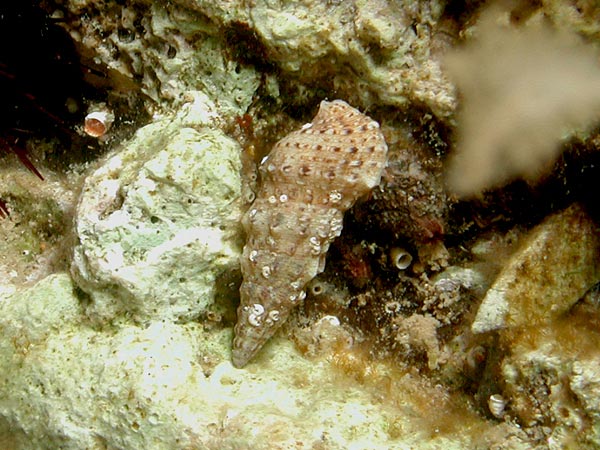 Cerithium scabridum